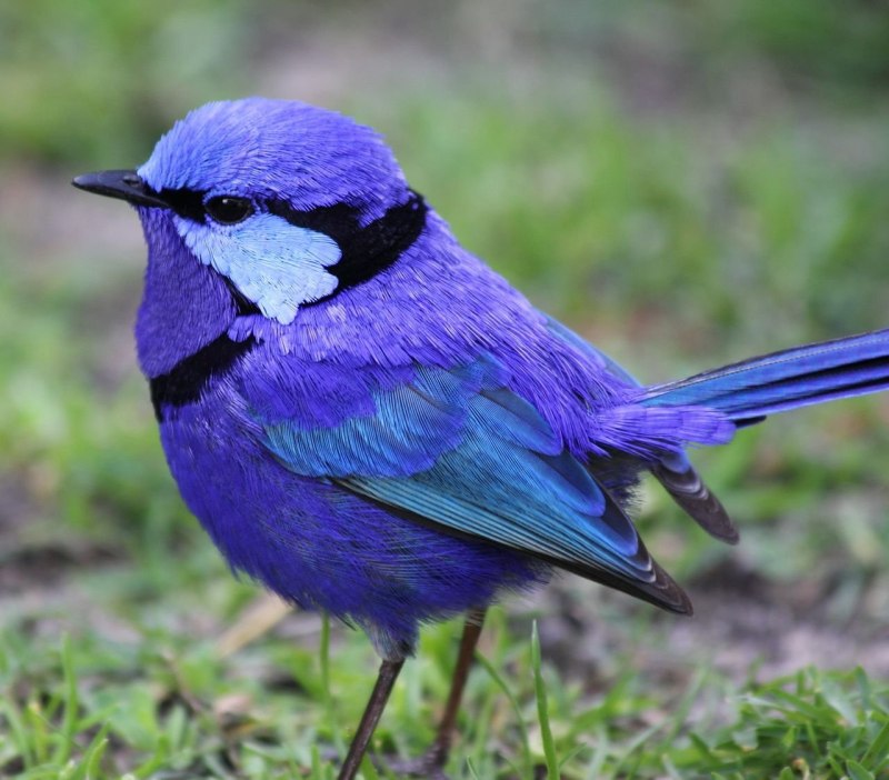 Splendid Fairy Wren птица