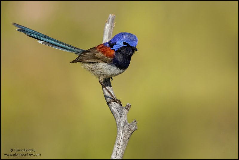 Red-backed Fairywren