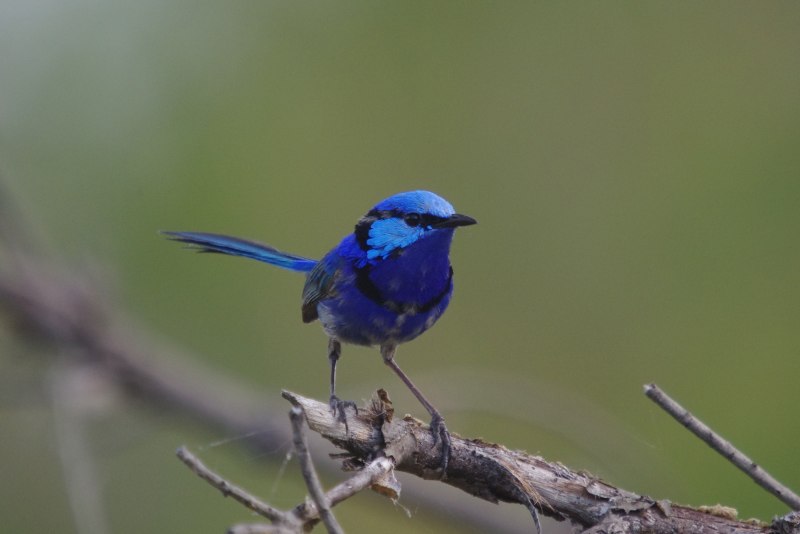 Malurus pulcherrimus