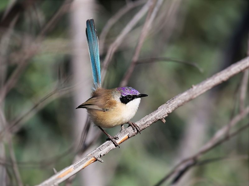 Malurus cyaneus
