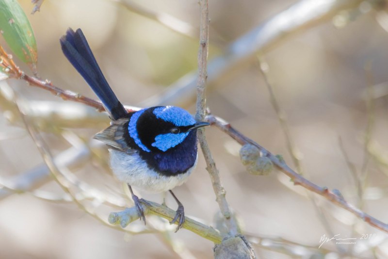Fairy Wren птица