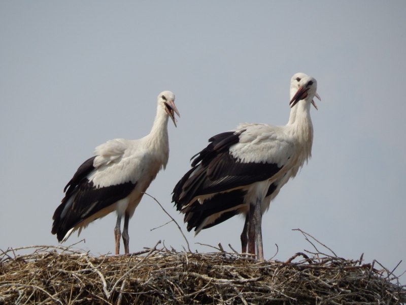 Лайлак куш