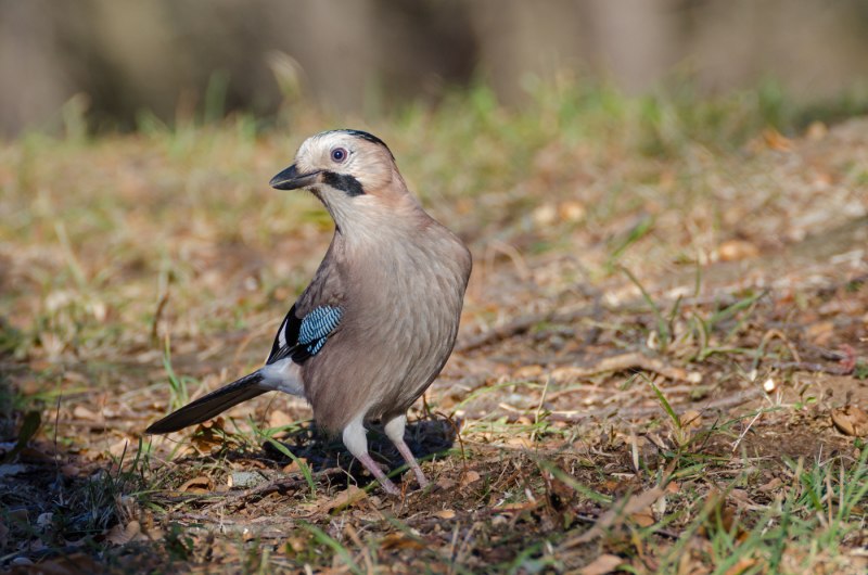 Grey Jay