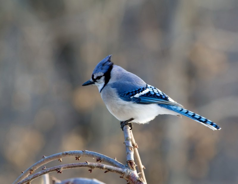 Grey Jay