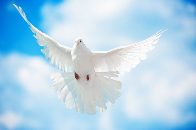 Белых голубей в небе (84 фото)