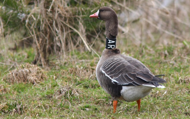 Goslings