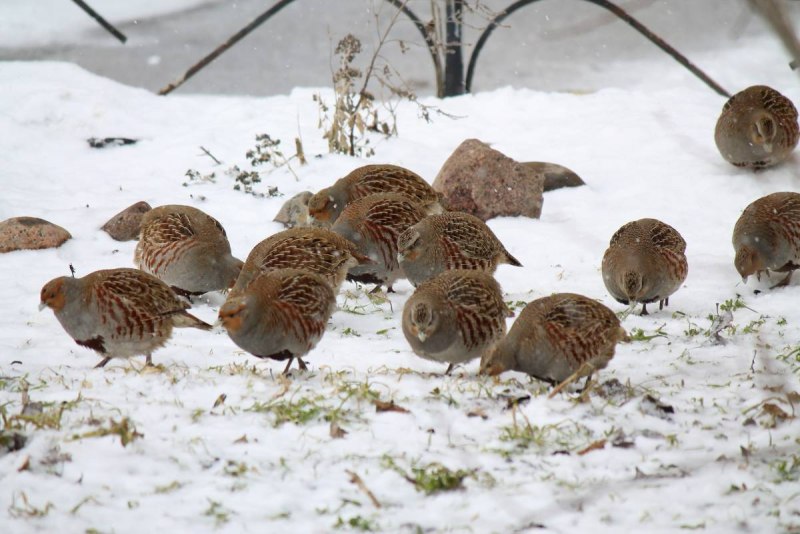 Серая куропатка (Perdix Perdix)