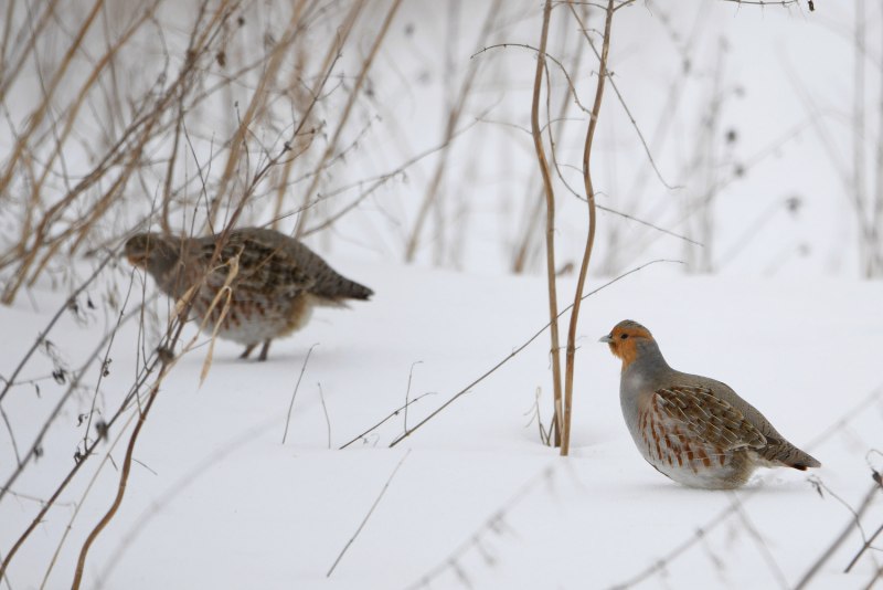 Серая куропатка (Perdix Perdix)