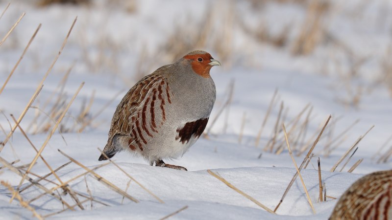 Серая куропатка (Perdix Perdix)