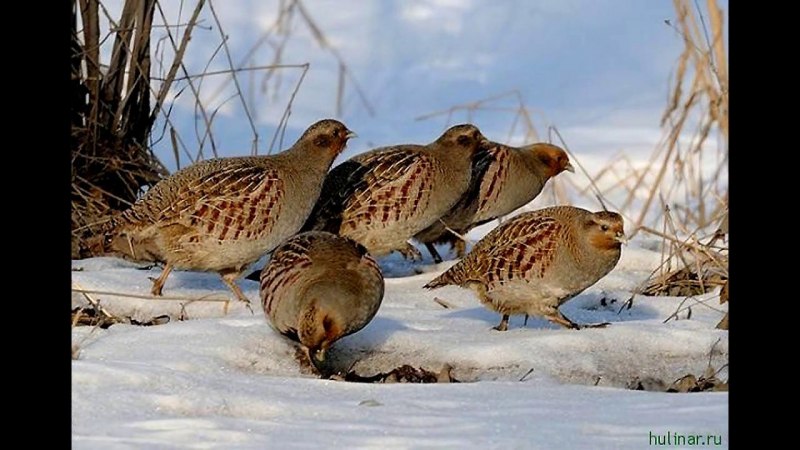 Серая куропатка (Perdix Perdix)