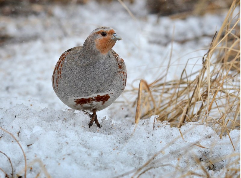 Куропатка птицы зимой самки (76 фото)