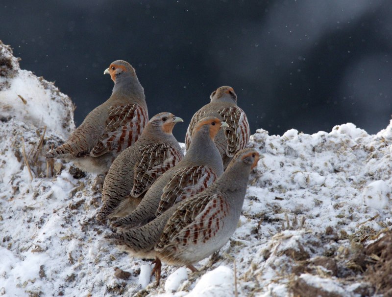 Серая куропатка (Perdix Perdix)