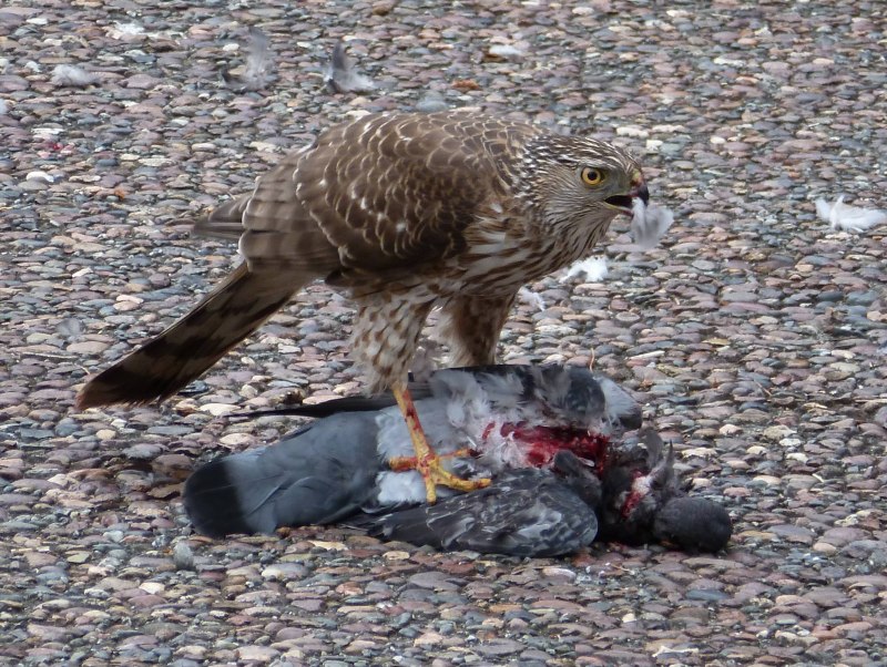 Falcon vs Hawk