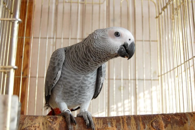 Королевский жако