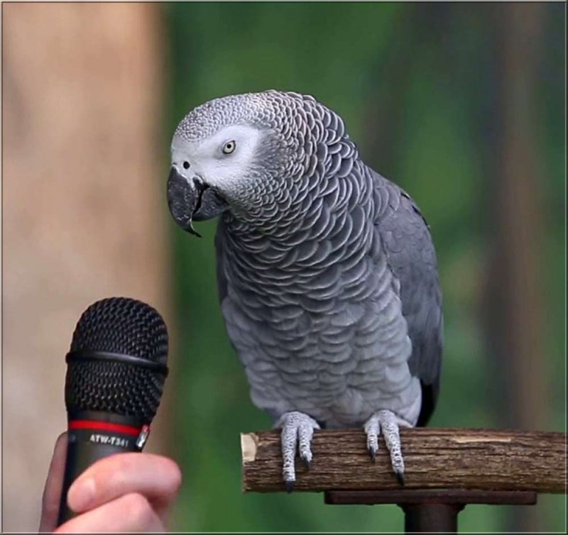 Попугай жако