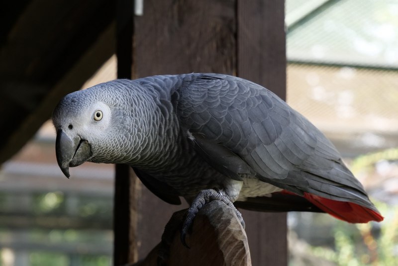 Королевский жако