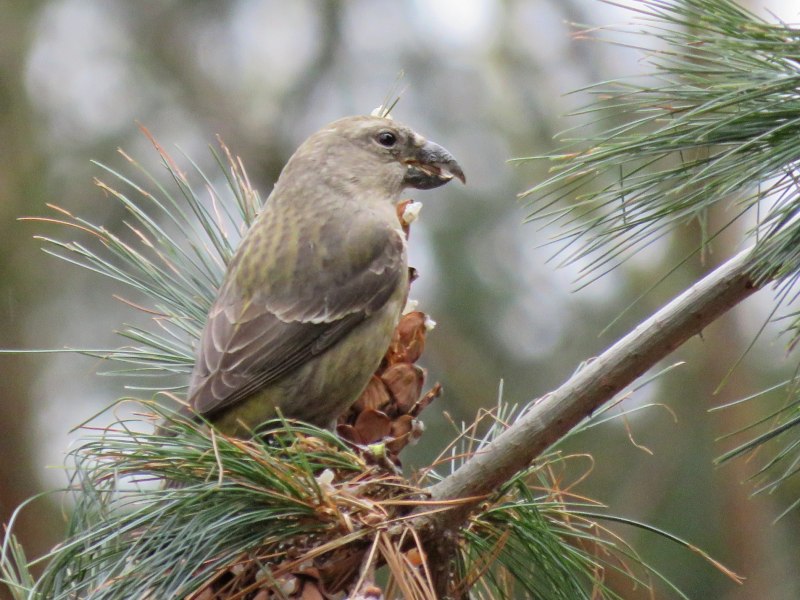 Клёст-Сосновик Loxia pytyopsittacus