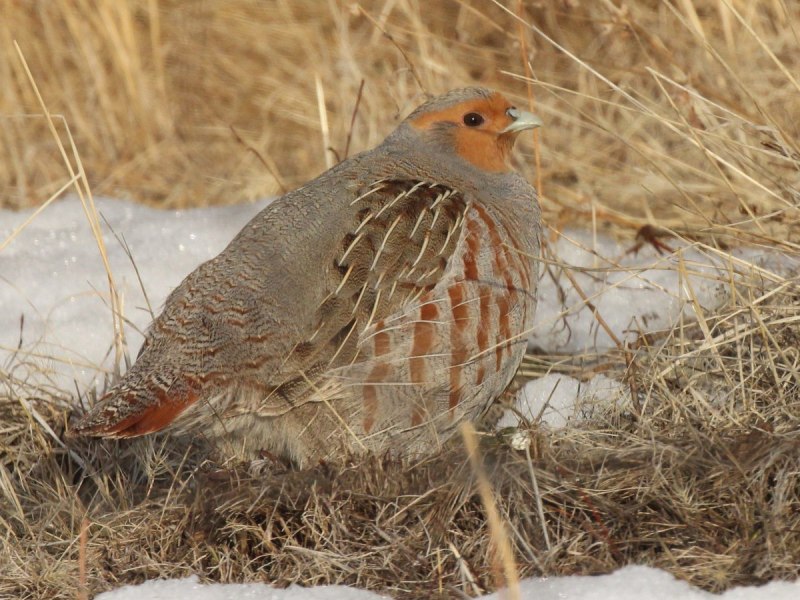 Серая куропатка (Perdix Perdix)