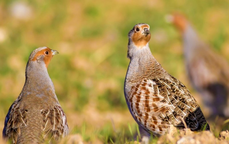 Серая куропатка (Perdix Perdix)