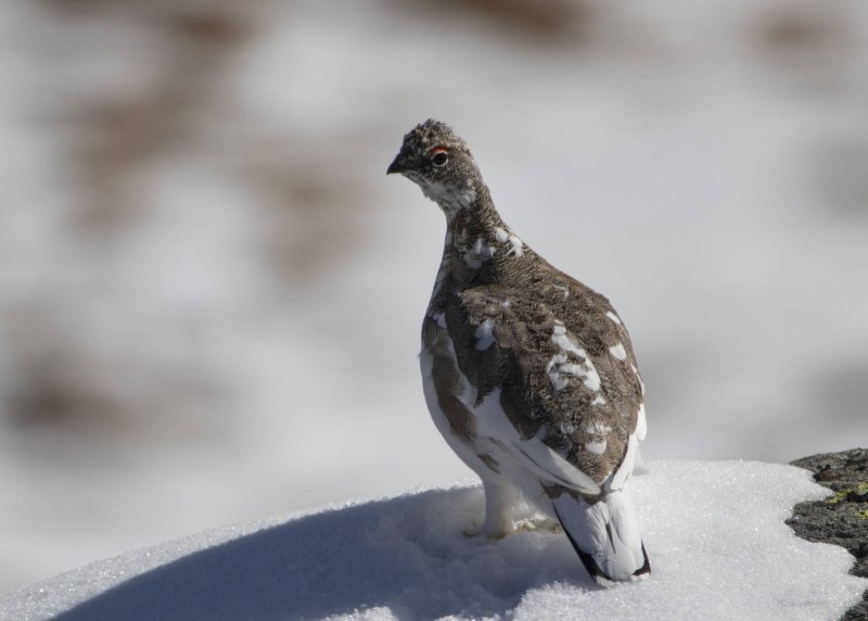 Бородатая куропатка (Perdix dauurica)