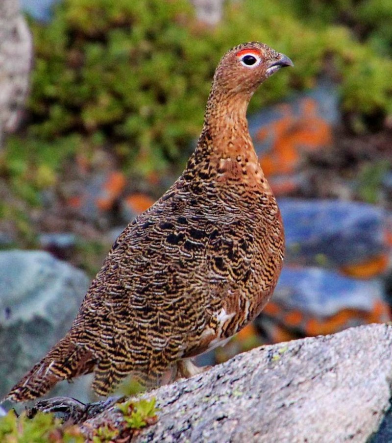 Куропатка серая – Perdix Perdix Linnaeus