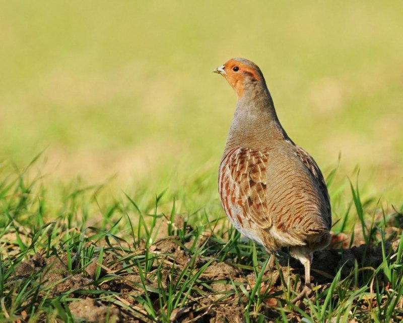 Серая куропатка (Perdix Perdix)