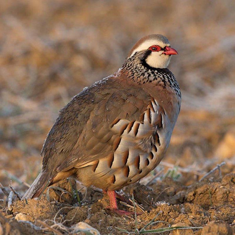 Куропатка серая – Perdix Perdix Linnaeus