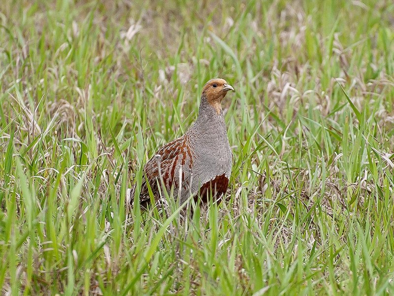 Серая куропатка (Perdix Perdix)