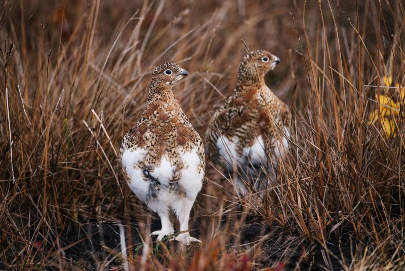 Серая куропатка (Perdix Perdix)