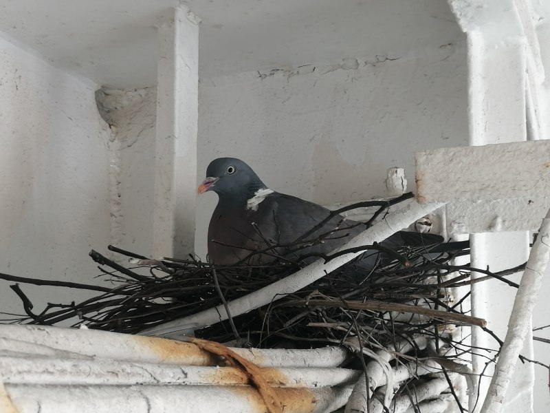 Wood Pigeon chicks