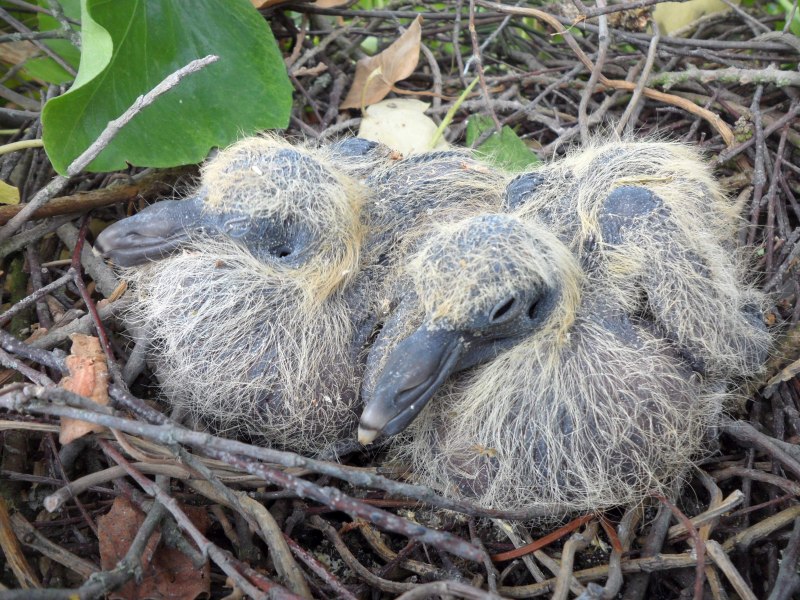 Птенец Columba palumbus