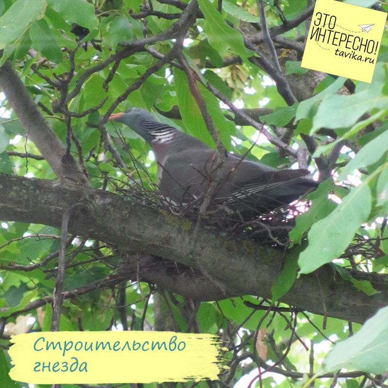 Витютень гнездо