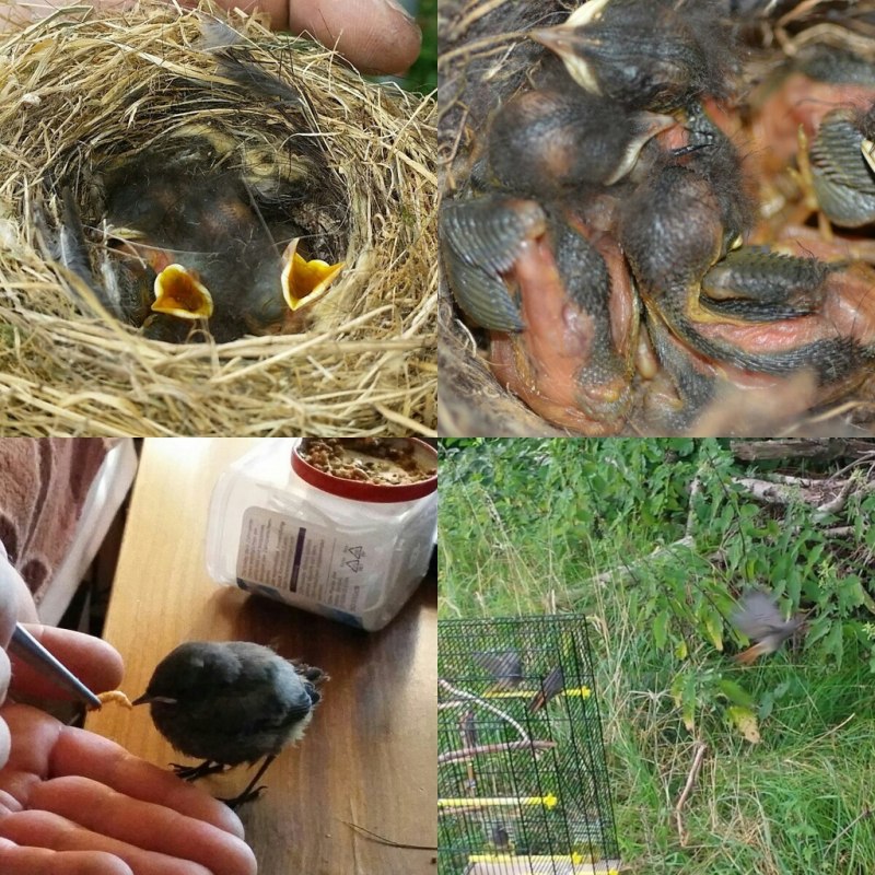 Птица высиживает яйца