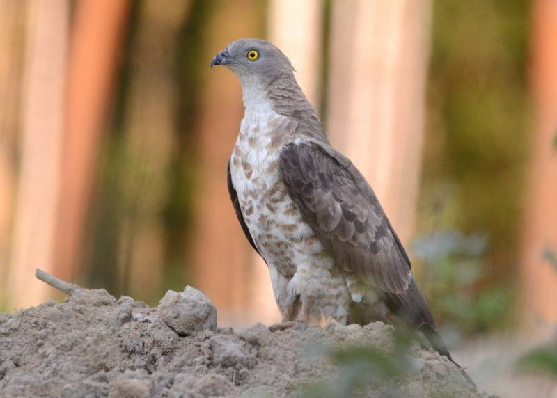 Осоед Pernis apivorus
