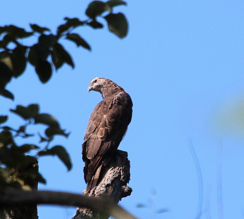 Pernis ptilorhynchus