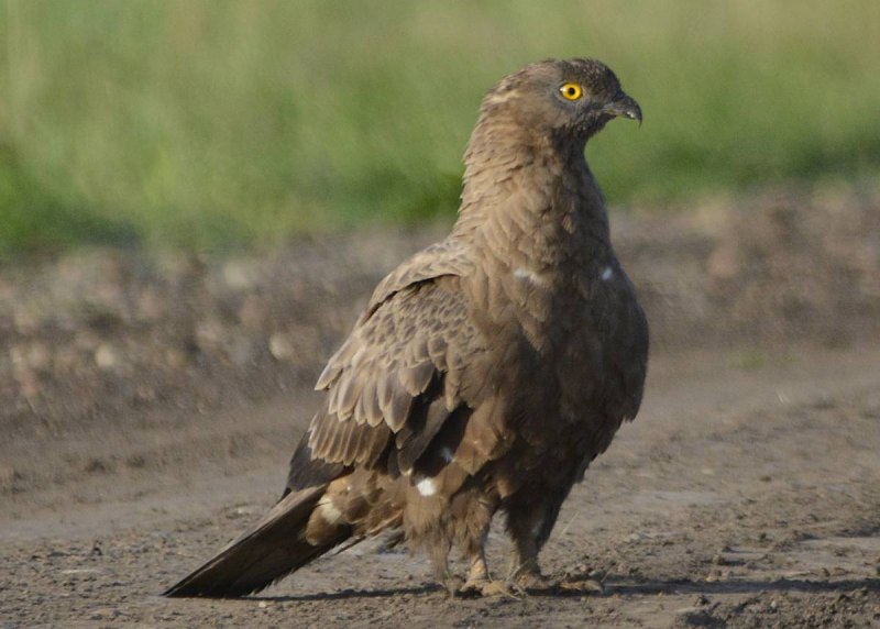 Осоед хохлатый (Pernis ptilorhynchus)