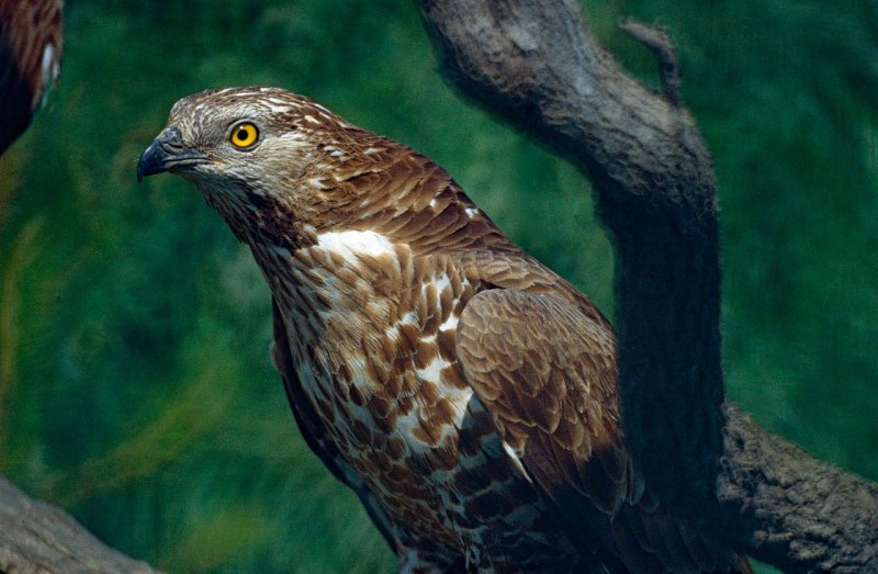 Осоед Pernis apivorus