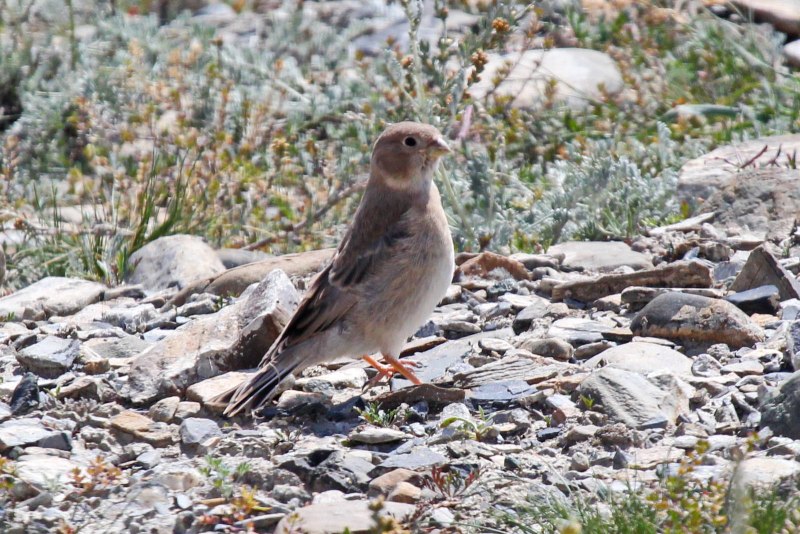 Монгольский Снегирь (монгольский пустынный вьюрок) (Bucanetes mongolicus)