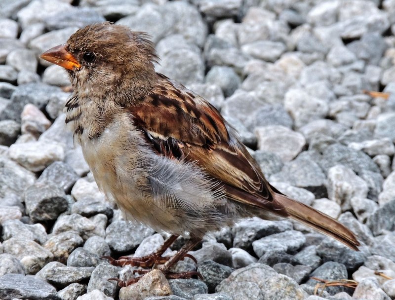 Зимняк (Buteo lagopus