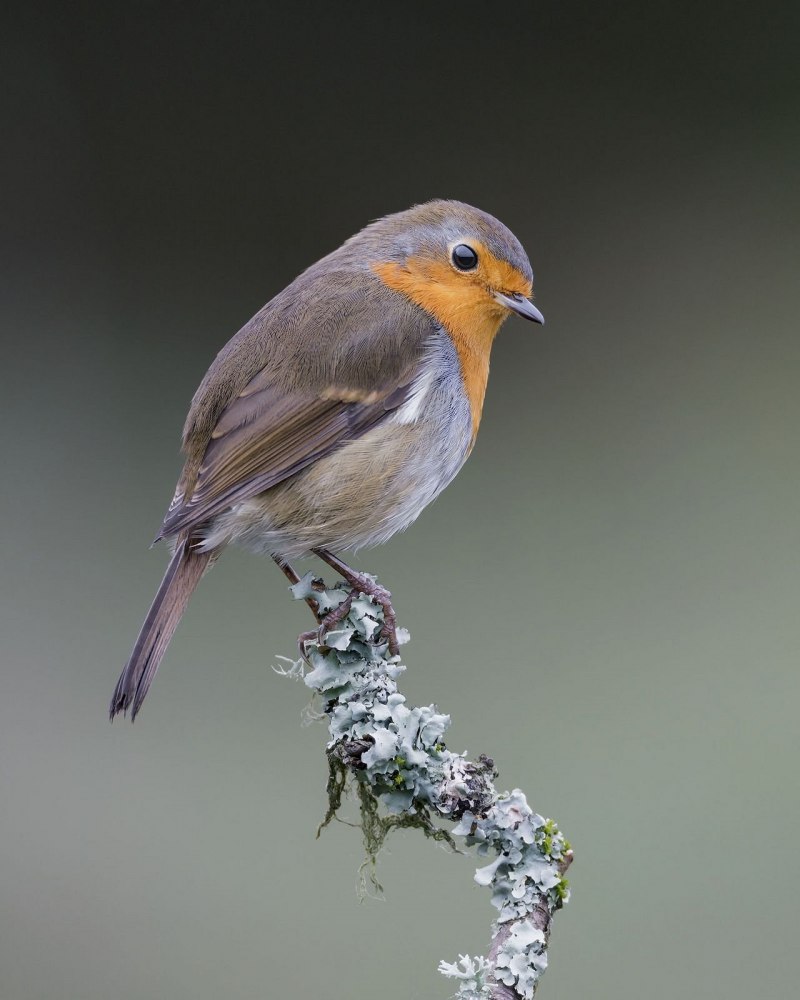 Крапивник Troglodytes Troglodytes