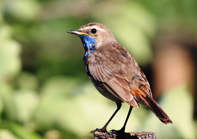 Крапивник Troglodytes Troglodytes