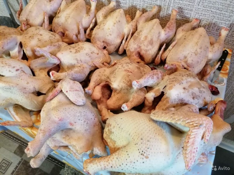 Перепелка 600 грамм