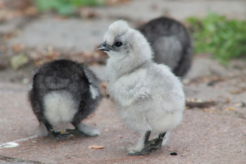 Small Baby animal