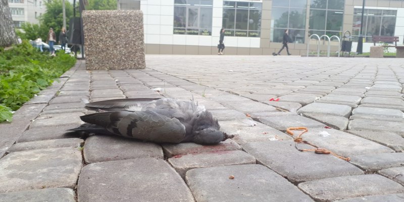 Голубь прикол