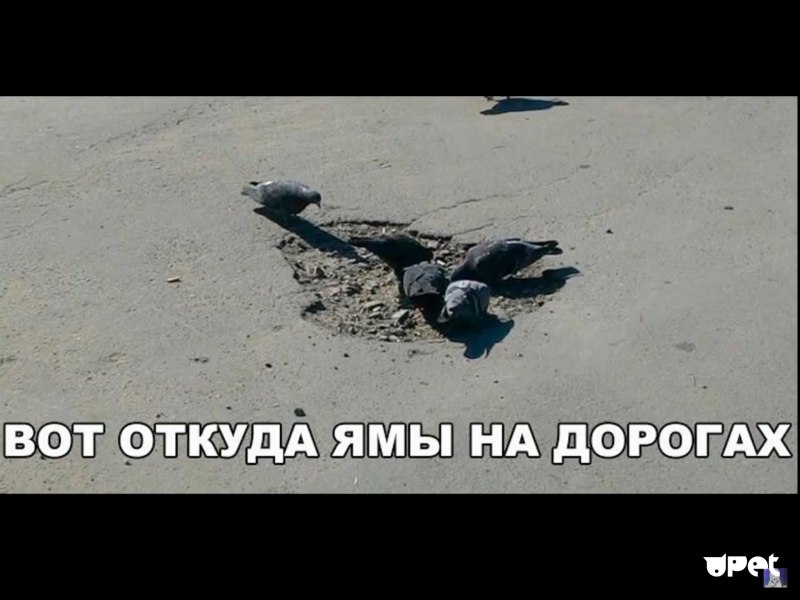 Городские голуби на площадях