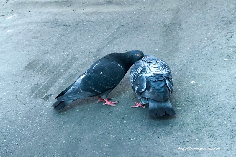 Фото голубей взъерошенных