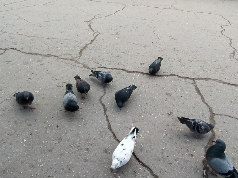 Голубь идет по бетону