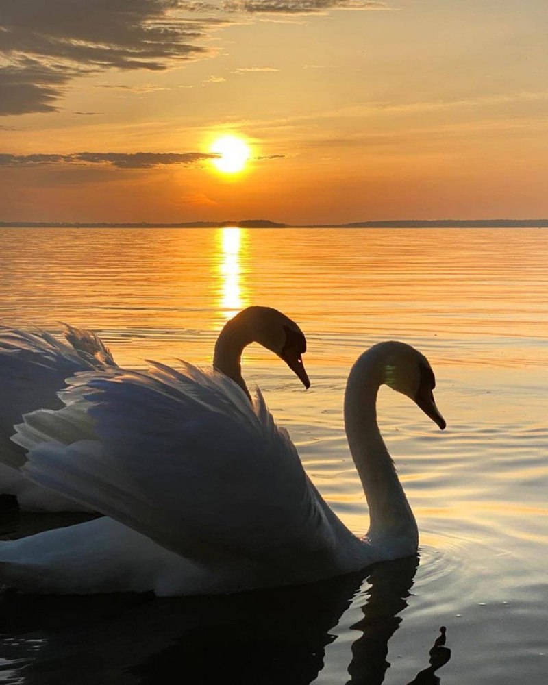 Лебеди на воде