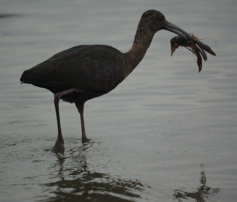 Glossy Bird gb2415