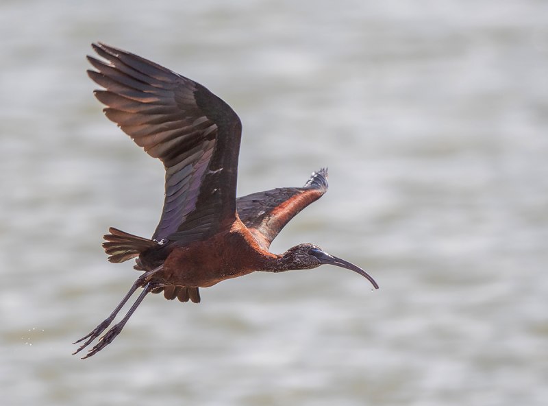 Glossy Bird